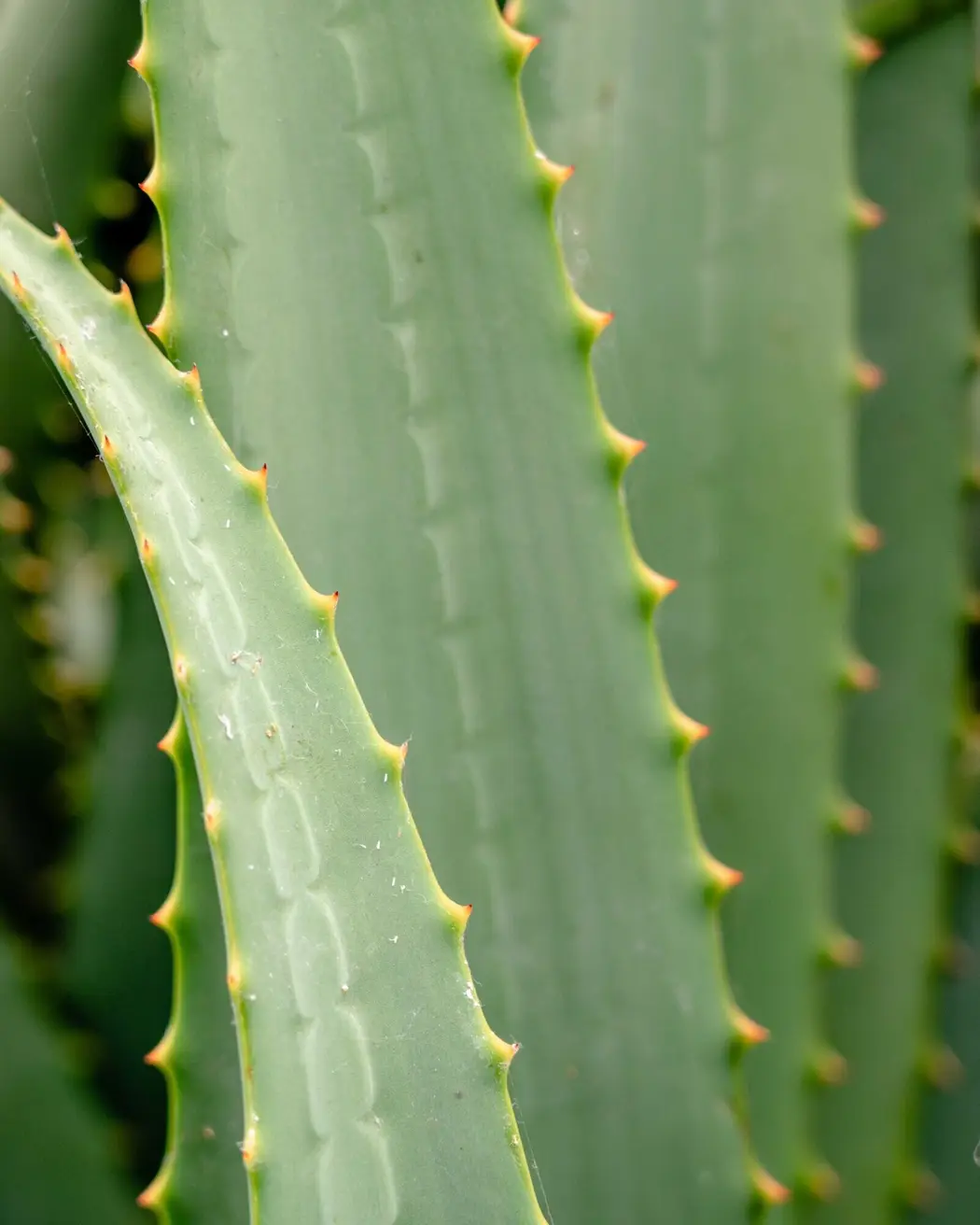 Aloe-Vera-Blätter im weichen Tageslicht